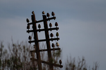 bird above wire pole