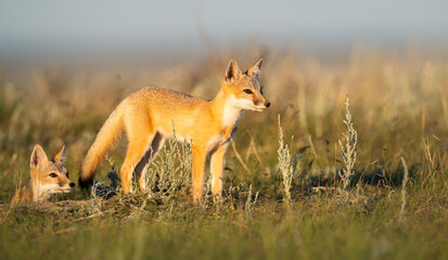 Endangered swift fox in the wild