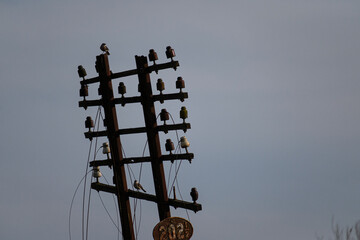 bird above wire pole