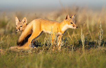 Endangered swift fox in the wild