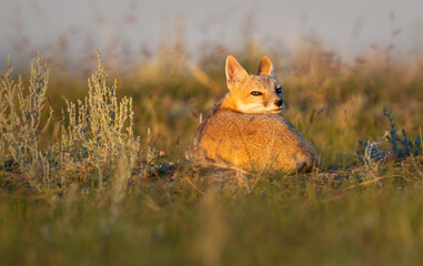 Endangered swift fox in the wild