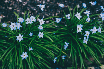 close-up of blue rain lily flower plant outdoor in sunny backyard