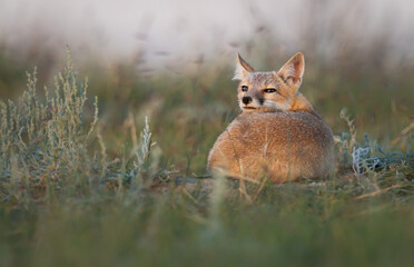 Endangered swift fox in the wild