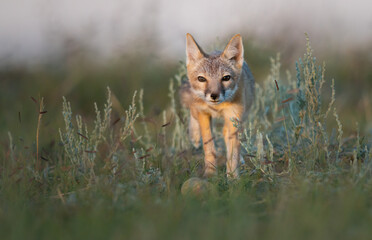 Endangered swift fox in the wild