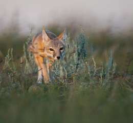 Endangered swift fox in the wild