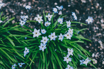 close-up of blue rain lily flower plant outdoor in sunny backyard