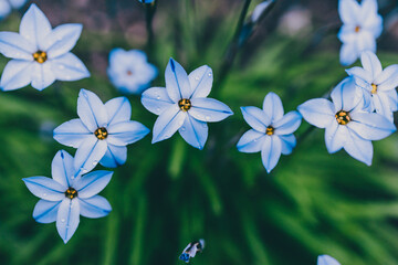 close-up of blue rain lily flower plant outdoor in sunny backyard
