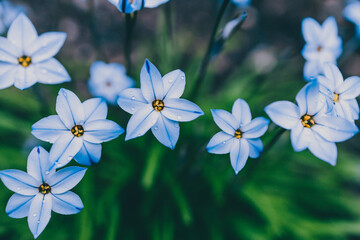close-up of blue rain lily flower plant outdoor in sunny backyard