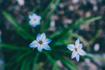 close-up of blue rain lily flower plant outdoor in sunny backyard