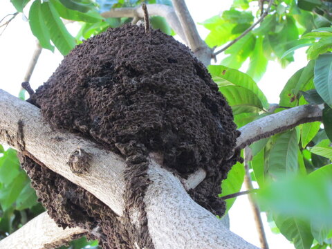 natureza ao natural - cupim na arvore