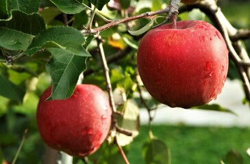 赤くなったりんご