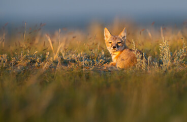 Endangered swift fox in the wild