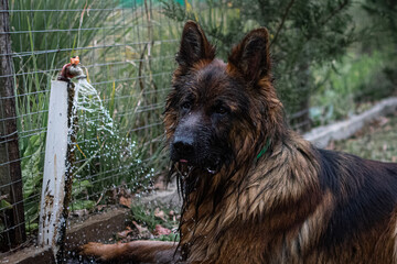 wet german shepherd dog portrait