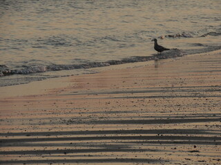 gull and sand