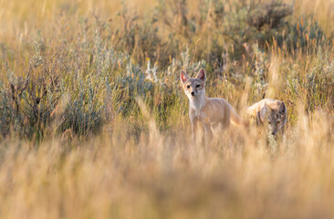 Endangered swift fox in the wild