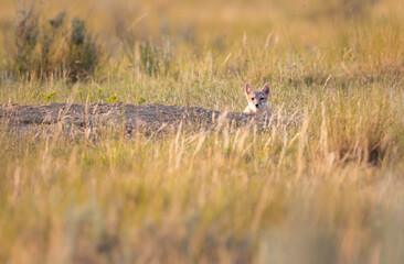 Endangered swift fox in the wild
