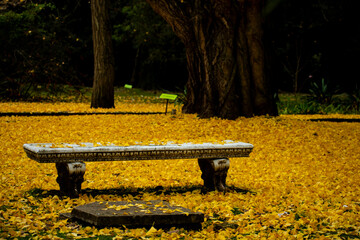 bench in autumn park