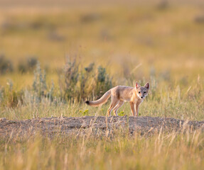 Endangered swift fox in the wild