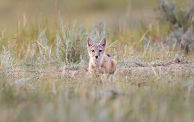 Endangered swift fox in the wild