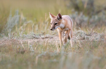 Endangered swift fox in the wild