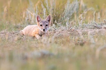 Endangered swift fox in the wild