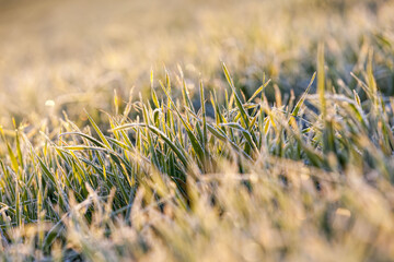 winter weather in an agricultural field