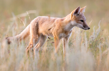 Endangered swift fox in the wild