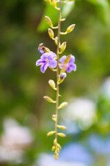 purple flowers on a green background