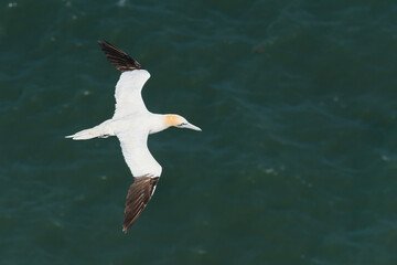 Flying gannet over the sea 