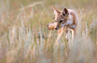 Endangered swift fox in the wild