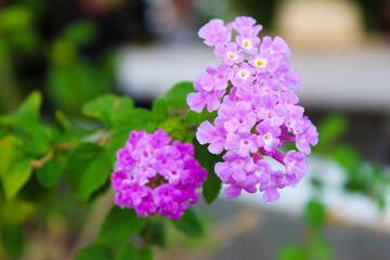 purple lilac flowers