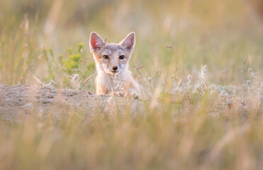 Endangered swift fox in the wild