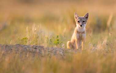 Endangered swift fox in the wild