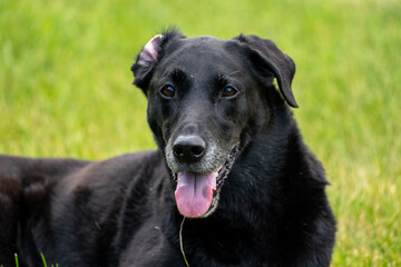 Portrait of a hapy black labrador retriever dog looking at camera with one ear flipped up and tounge out