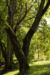 colorful deciduous trees in the forest autumn