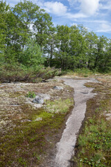 Lichen and moss on precambrian shield bedrock on Torrance Barrens bike trails