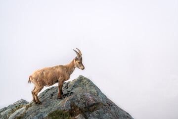 Naklejka na ściany i meble Wild Alpine ibex steinbock or bouquetin on rocky mountain looking at a sea of clouds at Gornergrat Swiss Alps Switzerland
