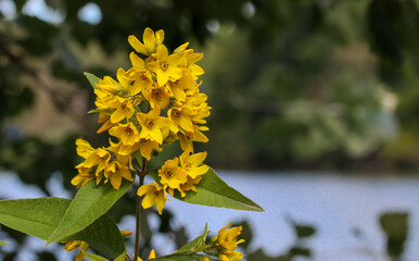 yellow flowers in the garden
Yellow flowers on the left against a background of a lake and trees with a place for text on the right, close-up side view.