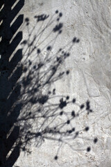 shadow of flowers on pinted wall
