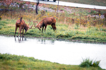 The Père David's deer, also known as the milu or elaphure, is a species of deer native to the river valleys of China. It grazes mainly on grass and aquatic plants. It is the only extant member of the 