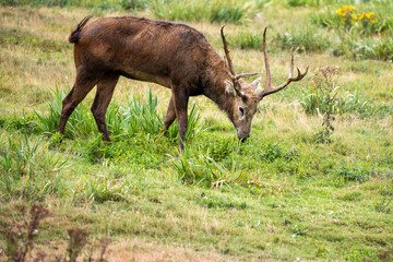 The Père David's deer, also known as the milu or elaphure, is a species of deer native to the river valleys of China. It grazes mainly on grass and aquatic plants. It is the only extant member of the 