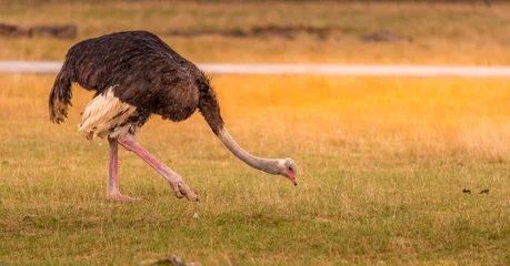 Tuinposter The common ostrich or simply ostrich is a species of large flightless bird native to certain large areas of Africa. It is one of two extant species of ostriches, the only living members of the genus  © nur