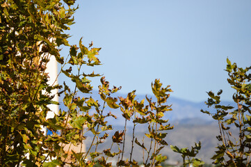 yellow leaves against blue sky