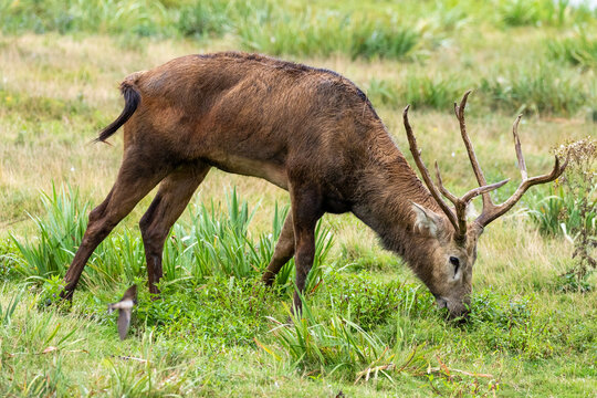 The P&egrave;re David's deer, also known as the milu or elaphure, is a species of deer native to the river valleys of China. It grazes mainly on grass and aquatic plants. It is the only extant member of the 