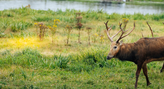 The P&egrave;re David's deer, also known as the milu or elaphure, is a species of deer native to the river valleys of China. It grazes mainly on grass and aquatic plants. It is the only extant member of the 