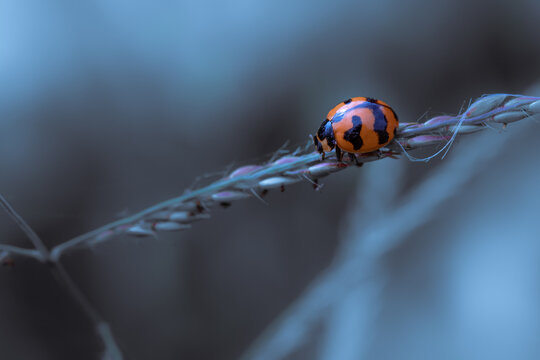 Close up image of ladybug creeping on branches with beautiful toned color