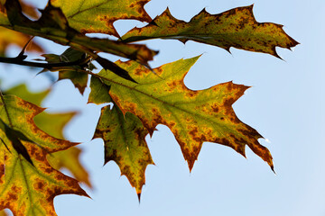 colorful deciduous trees in the oak forest
