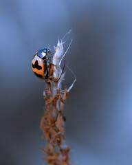 Beautiful image of ladybug in close up