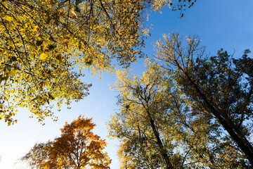 foliage in the autumn season