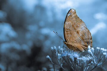 Side view of Butterfly pollinating wild flowers while flying